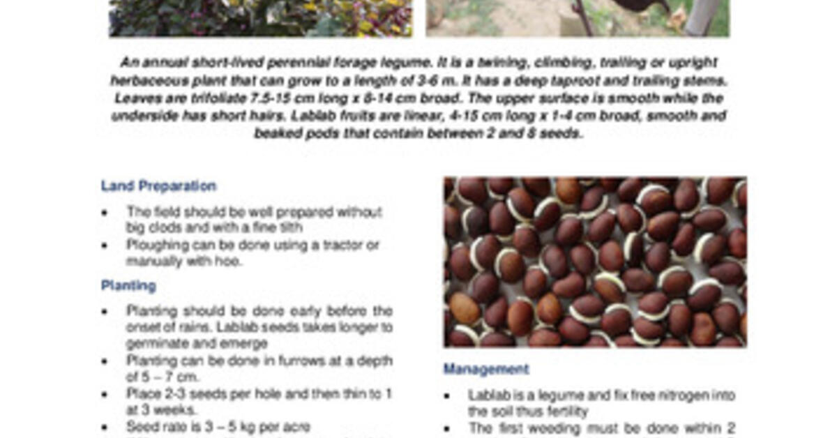 Lablab (Lablab purpureus): Factsheets on forage species in East Africa